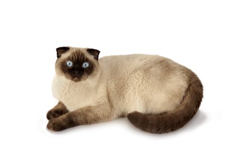 scottish fold catの写真素材