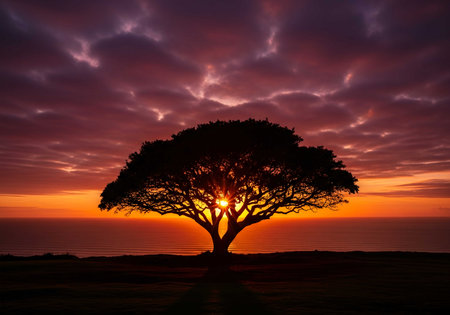 Silhouette of tree at sunset with beautiful sky and sea.の素材