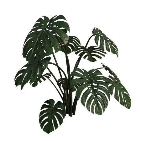 3D digital render of a monstera plant isolated on white backgroundの写真素材