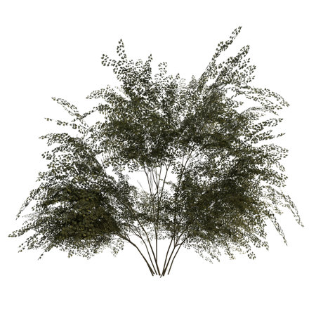 3D rendering of a tree isolated on white background in high resolutionの写真素材