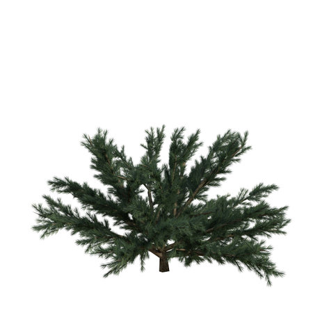 3D rendering of a pine tree isolated on white background with shadowの写真素材