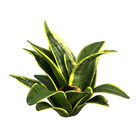 3D rendering of a sansevieria plant isolated on white backgroundの写真素材