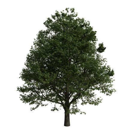 Tree isolated on white background 3D illustration, tree with clipping pathの写真素材