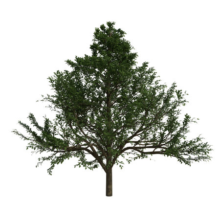 Tree 3D illustration isolated on white background in high resolution for your designの写真素材