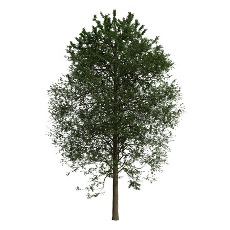 Tree isolated on white background 3D illustration, tree with clipping pathの写真素材