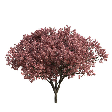 pink sakura tree isolated on white background. 3d illustrationの写真素材