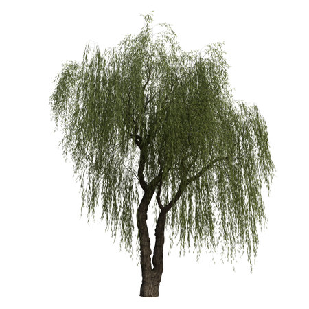 Weeping willow isolated on white background 3D illustration, clipping pathの写真素材