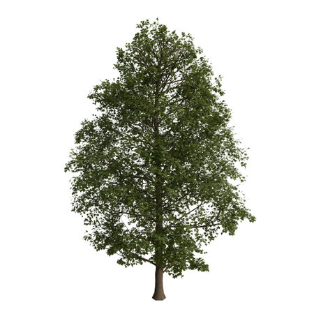 Tree isolated on white background 3D illustration, tree with clipping pathの写真素材
