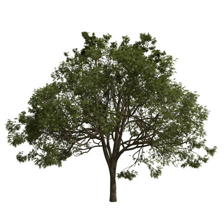 Tree 3D illustration isolated on the white background in high resolution for your designの写真素材