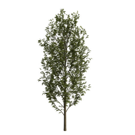 Tree 3D illustration isolated on the white background in high resolution for your designの写真素材
