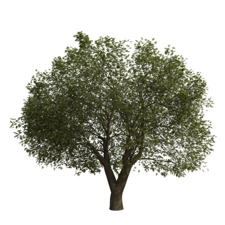 Tree isolated on white background 3D illustration, 3D rendering.の写真素材