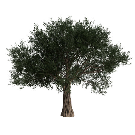 Olive tree isolated on white background 3D illustration, clipping pathの写真素材