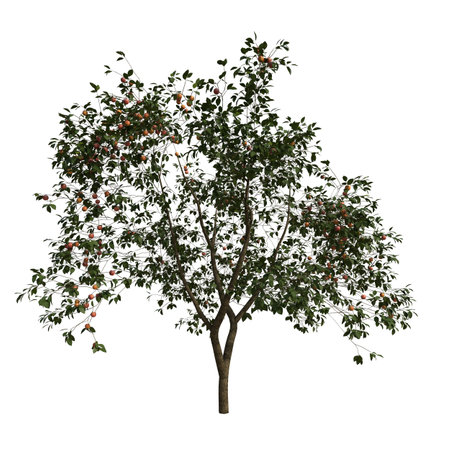 Tree isolated on white background 3D illustration, 3D rendering.の写真素材