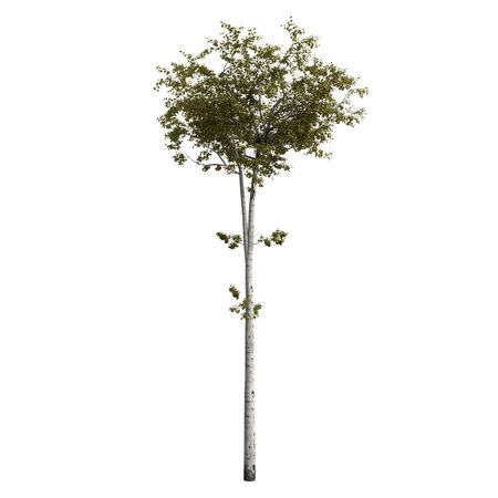 Tree isolated on white background 3D illustration, tree with clipping pathの写真素材