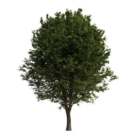 Tree isolated on white background 3D illustration, tree with clipping pathの写真素材