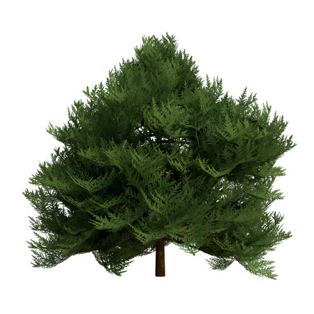 3D digital render of a cypress tree isolated on white backgroundの写真素材