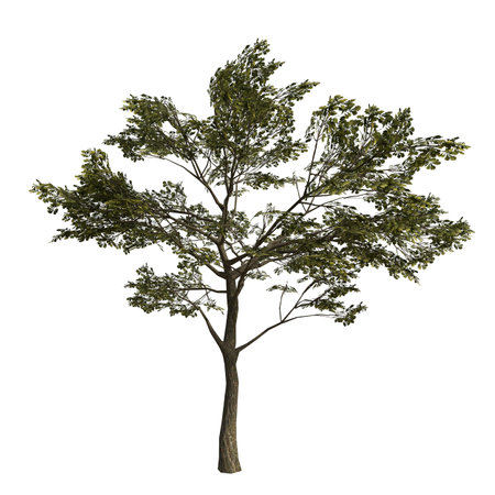 Tree isolated on white background 3D illustration. Tree with clipping pathの写真素材