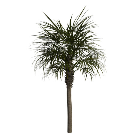 Palm tree isolated on white background. 3D illustration, clipping pathの写真素材