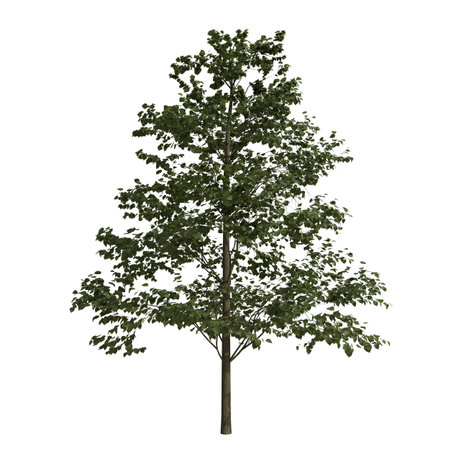 Tree 3D illustration isolated on white background in high resolution for your designの写真素材