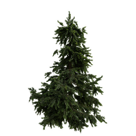Fir tree isolated on white background 3D illustration, clipping pathの写真素材