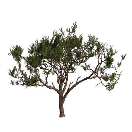 Pine tree isolated on white background 3D illustration, clipping pathの写真素材