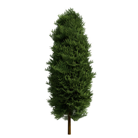 Coniferous tree isolated on white background. 3D illustration.の写真素材