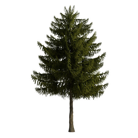 Pine tree isolated on white background. 3D illustration, clipping pathの写真素材