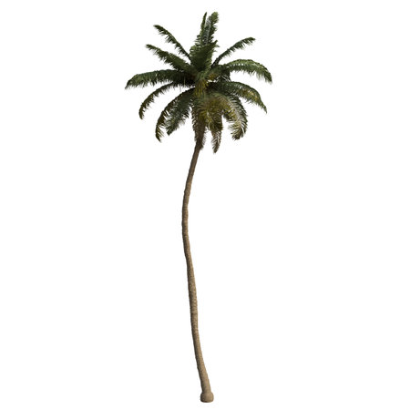 Coconut tree isolated on white background 3D illustration, clipping pathの写真素材