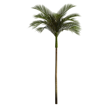 Palm tree isolated on white background. 3D illustration, clipping pathの写真素材