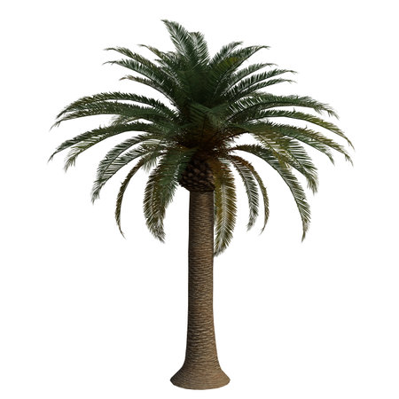 Palm tree isolated on white background. 3d render illustration.の写真素材