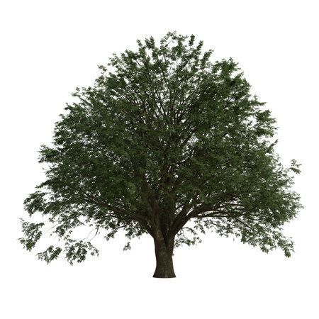Tree isolated on white background 3D illustration, tree with clipping pathの写真素材