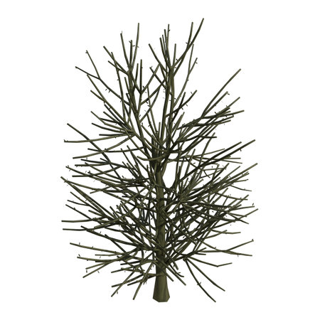 Pine tree isolated on white background. 3D illustration, clipping pathの写真素材