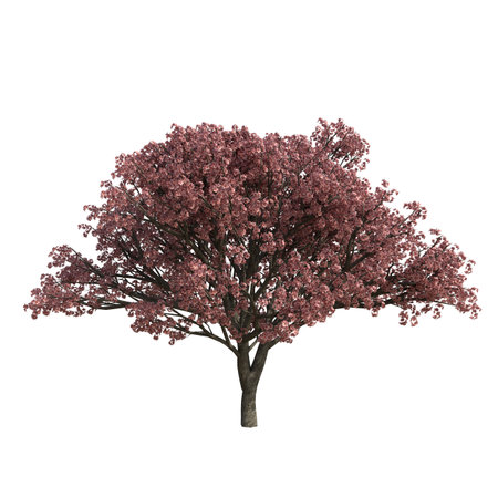Flowering tree 3d illustration isolated on the white background.の写真素材