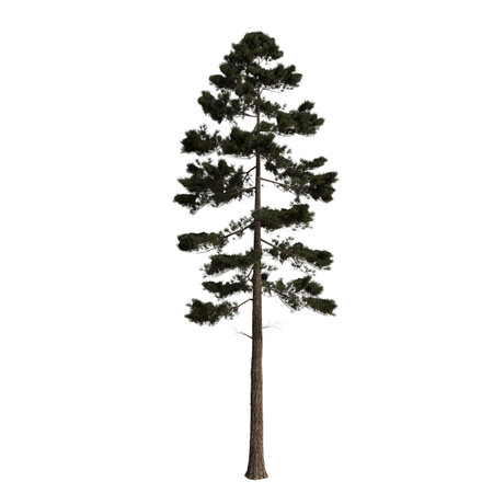 Pine tree isolated on white background 3D illustration, clipping pathの写真素材