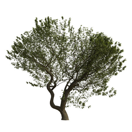 Tree isolated on white background 3D illustration, tree with clipping pathの写真素材