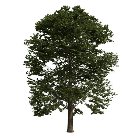 Tree isolated on white background 3D illustration, tree with clipping pathの写真素材