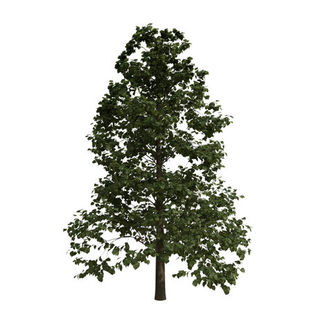 Tree 3D Illustration isolated on white background in high resolution.の写真素材