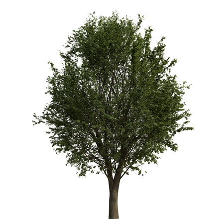 Tree isolated on white background 3d illustration, tree with clipping pathの写真素材