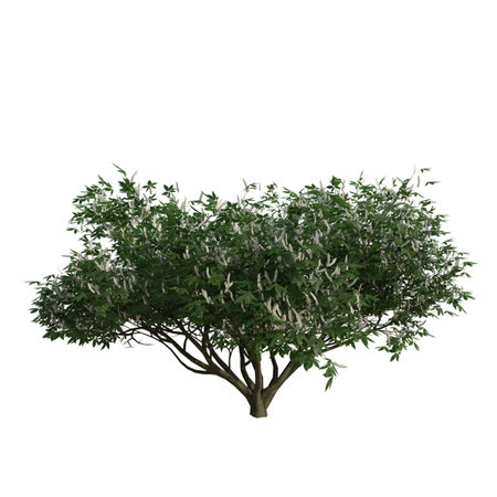 Tree isolated on white background 3D illustration, 3D rendering.の写真素材