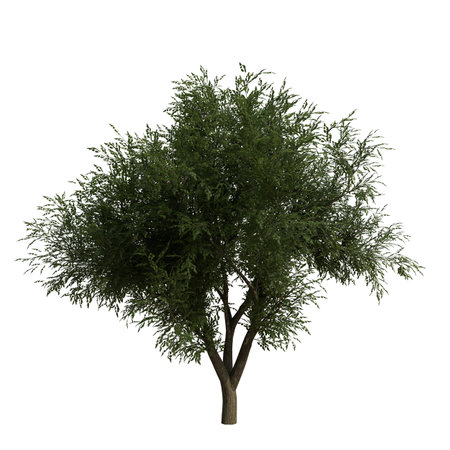 Tree isolated on white background 3D illustration, tree with clipping pathの写真素材