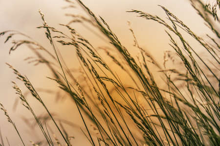 A beautiful warm picture of grass with the sunset in the background creating an soft red light.の写真素材