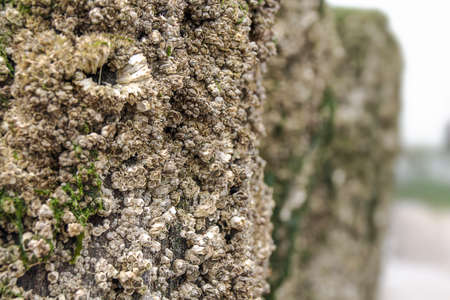 rough jetty poles at the beachの写真素材