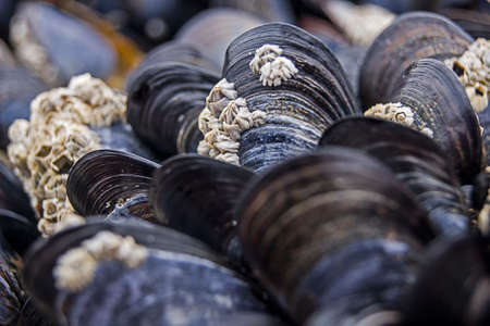 Closeup of raw blue shiny mussels at the beach