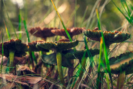 Close-up of colorful mushrooms in warm and soft autumn light in Forrest in the Netherlandsの写真素材
