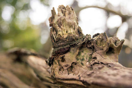 Very detailed close-up of a broken branch of a dead treeの写真素材