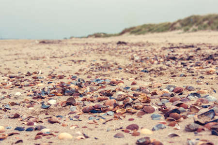 Panorama of a variety of vivid colored seashells on empty beach in the Netherlands in the summerの写真素材