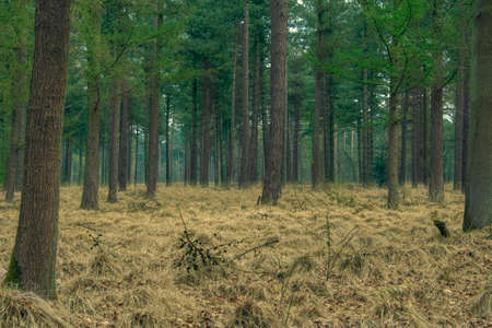 A green and yellow forest in autumn with a blanket of dead grass. The colors create a strange but...