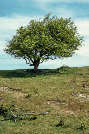 A tree on a hill in the dunes in a coastal region. The branches are facing in direction due to the strong windの写真素材