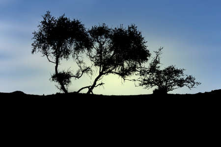 A silhouette of bunch of trees against a blue sky somewhere in a desert at sunsetの写真素材