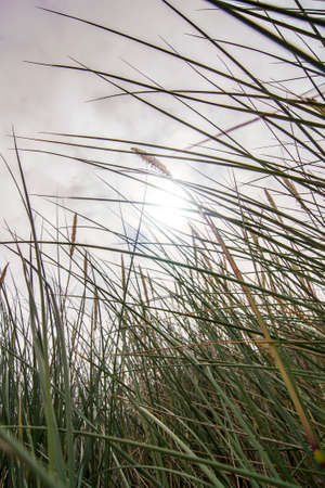 Close-up of green grass in the dunes of a Dutch beach on a sunny and windy dayの写真素材